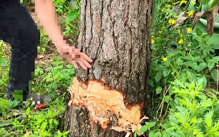 In Vietnam, man fined $1,350 for felling tree, posting video on how to kill it