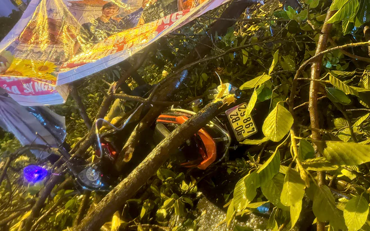 Falling tree branch kills man, injures his wife in Ho Chi Minh City