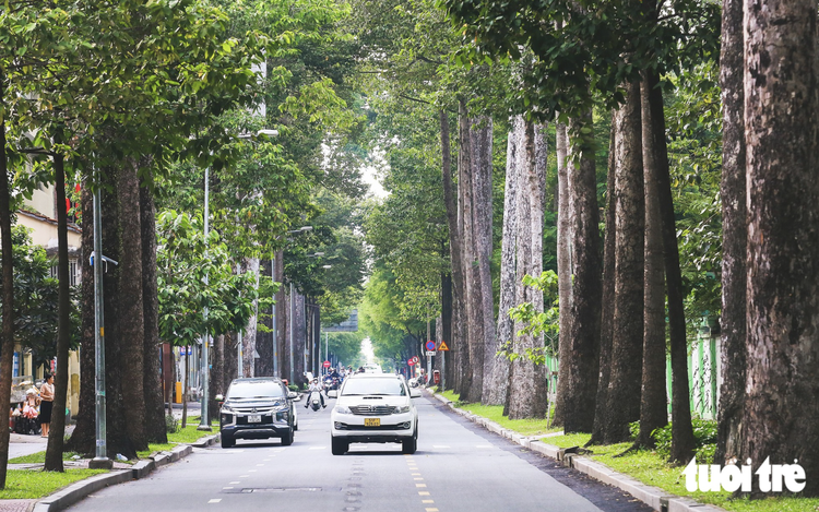 Ho Chi Minh City grapples with what to do about 4,000 aging trees
