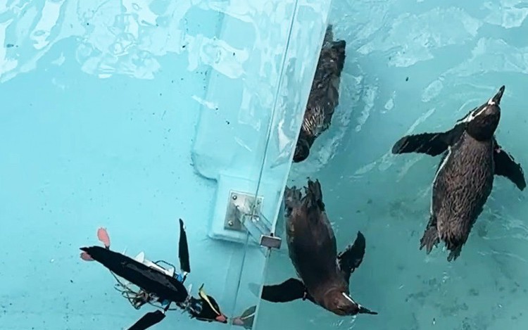 Realistic robotic penguins popular at Wakayama Theme Park