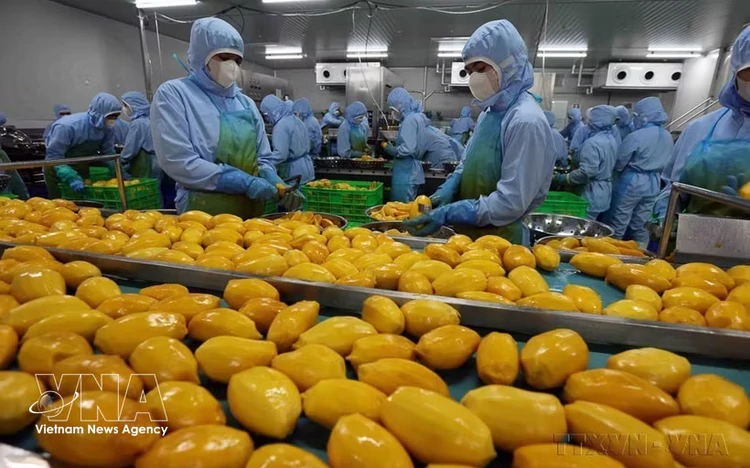 Online agricultural wholesale market launched to connect Vietnamese produce with Singapore