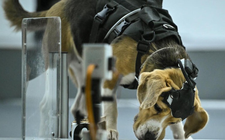 Can dogs sniff cancer? AI joins the hunt in India