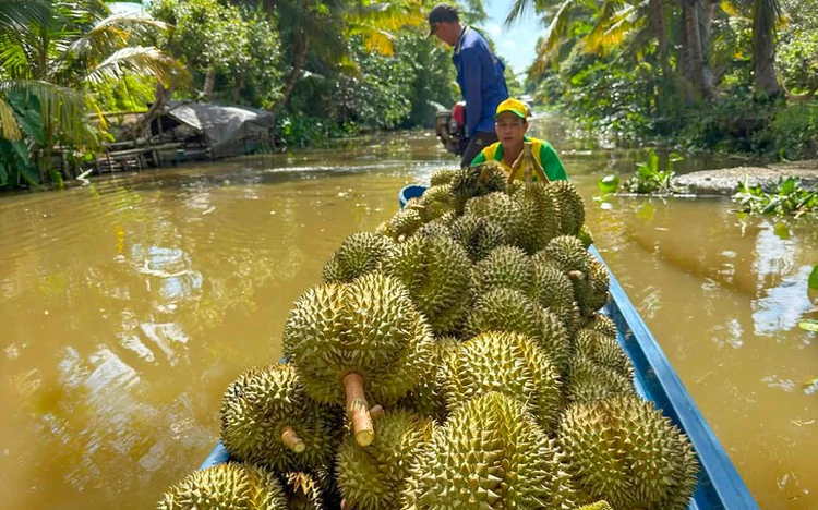 Vietnam targets $4bn in durian exports in 2026