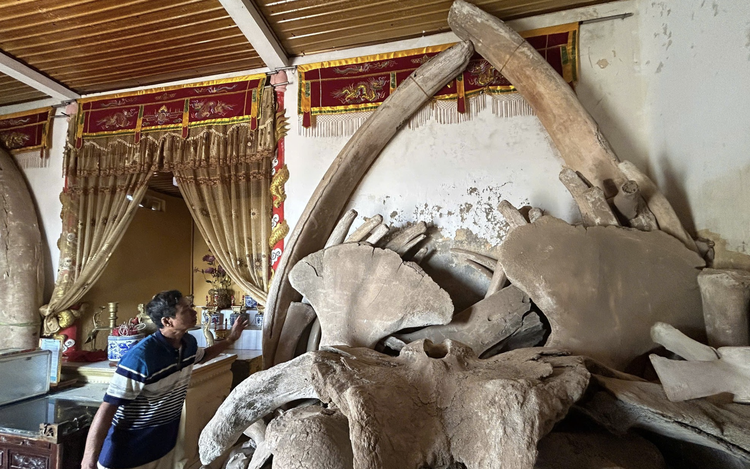 Vietnam’s nearly 400-year-old fishing village worships 2 giant whale skeletons