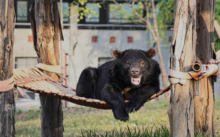 Rescued bears begin new lives after years of captivity in Vietnam