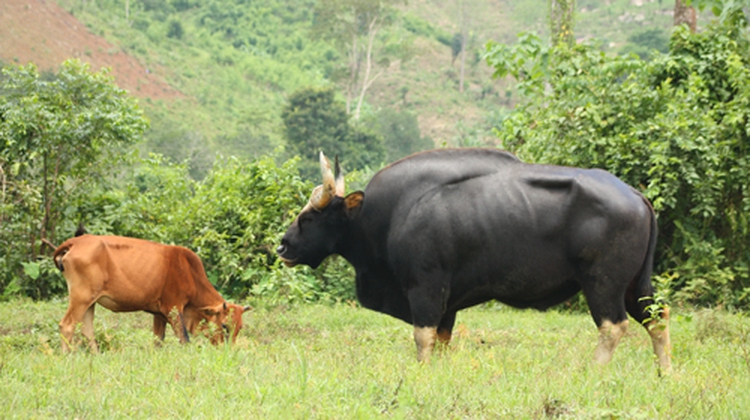 Rangers seek measures to protect runaway gayals
