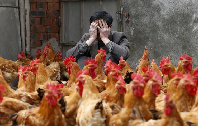 Hong Kong reports fifth H7N9 bird flu case