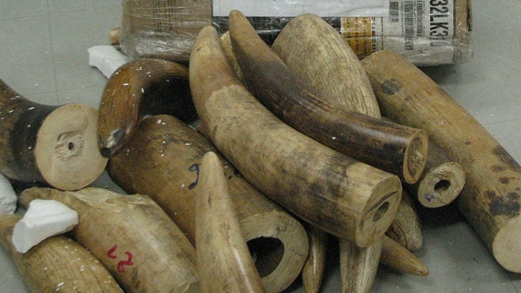 Wanted gambler seized for smuggling elephant tusks