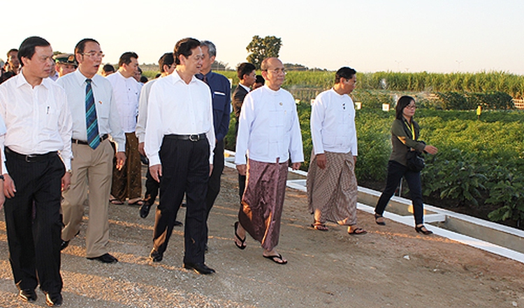 Vietnam’s paddy grains germinate in Myanmar field