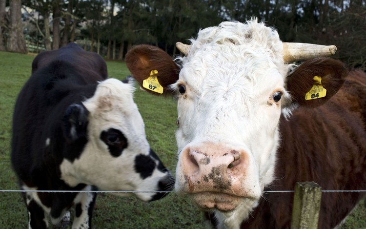 EU wants cloned meat off the table