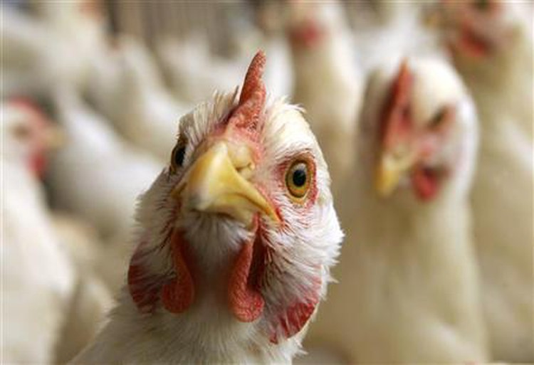 10 tons of poor-quality Chinese chicken seized