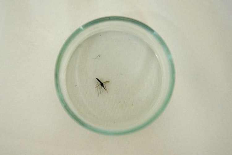 Iron supplements do not boost malaria risk: study