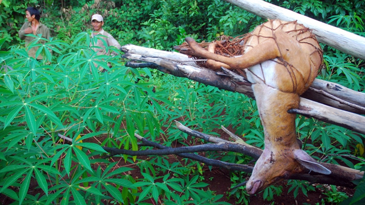 Wild animals cry for help