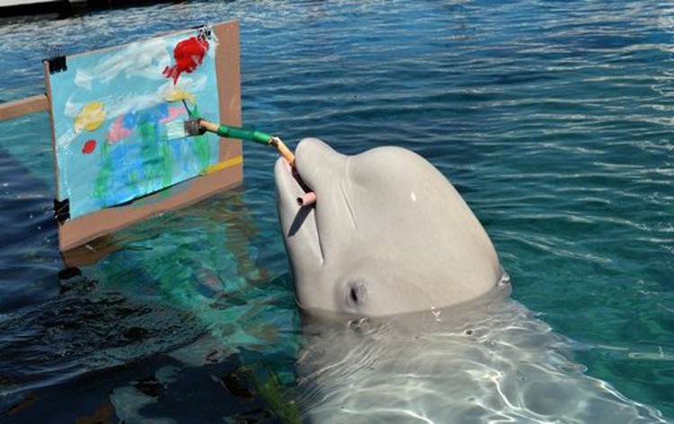 Beluga whales create art in Japan aquarium