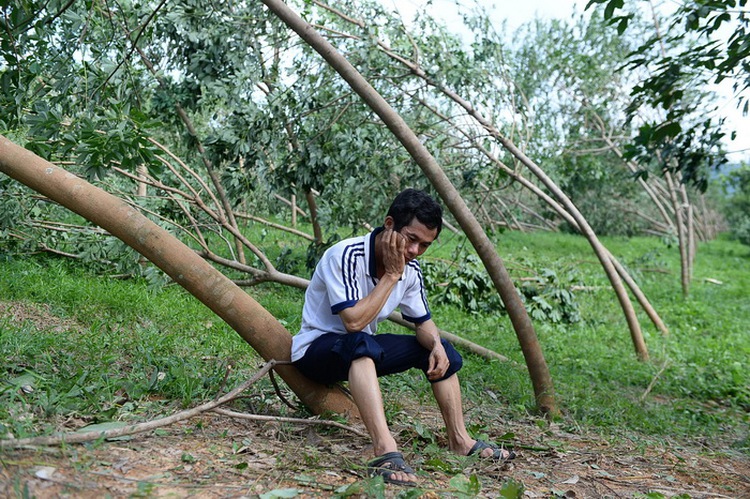 Devastating loss of rubber forests to Typhoon Wutip
