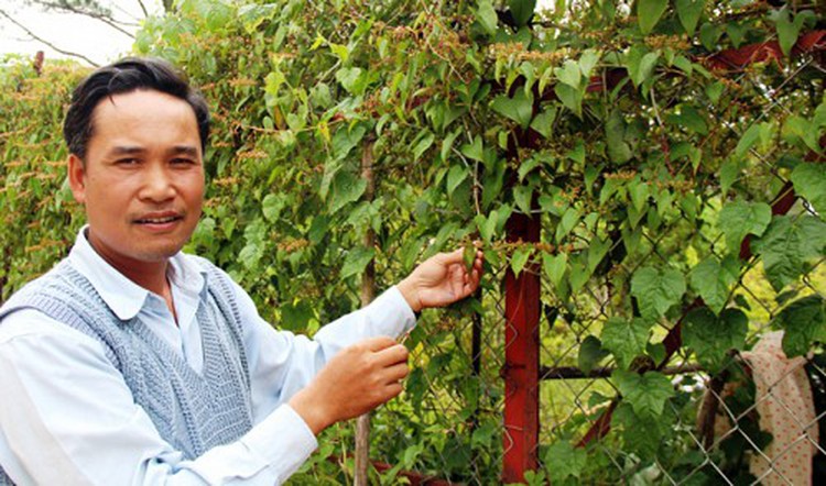 Wild veggies a new delectable, healthy dish