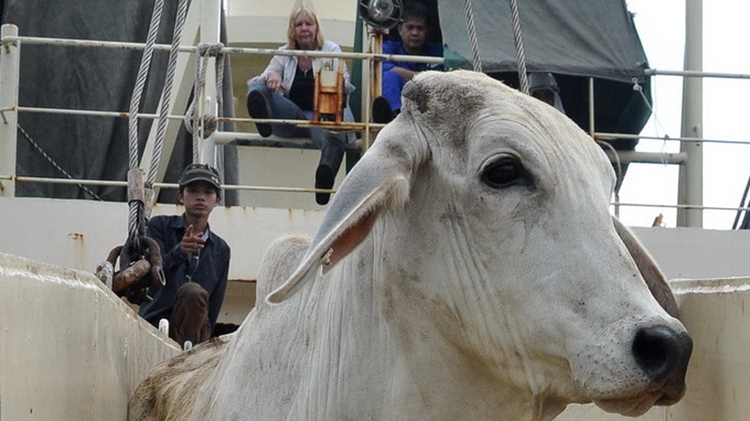 Live cow imports bring fresh Aussie beef to Vietnam