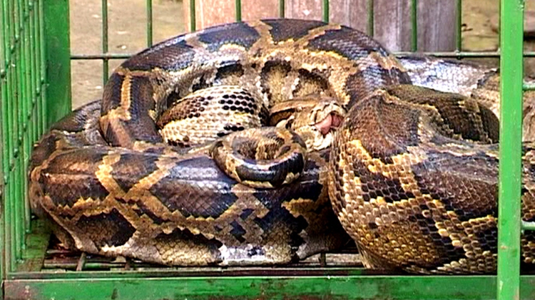 Vietnam police save 3.5m endangered python