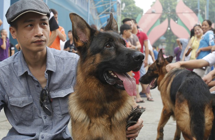 Dogs in Vietnam: Not just for dinner anymore