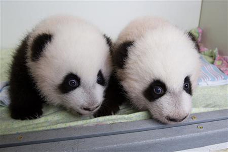 Public names Atlanta zoo's 100-day-old twin giant panda cubs