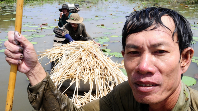 Lotuses ‘dethrone’ cajuput in southern district