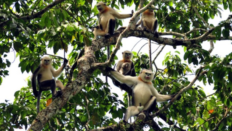 Snub-nosed langur population rises notably in north