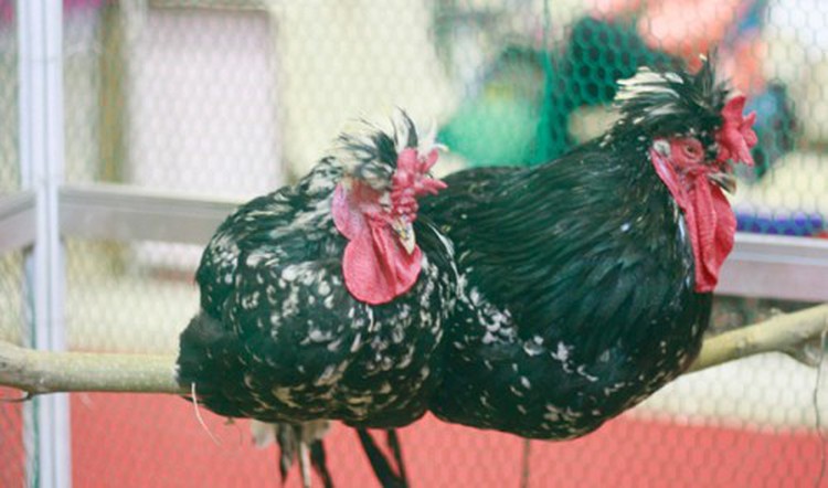 Hanoi Spring fair showcases rarities