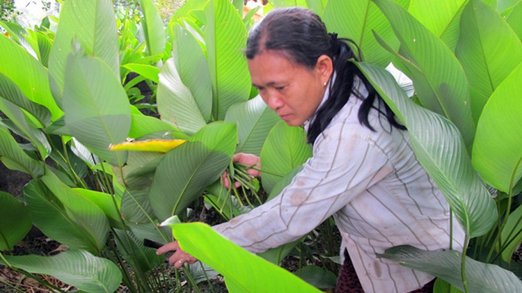 ‘Dong’ leaf village gears up for Tet (photos)