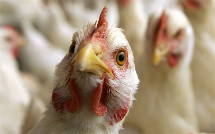 H5N1 bird flu breaks out in Quang Ngai, Thanh Hoa