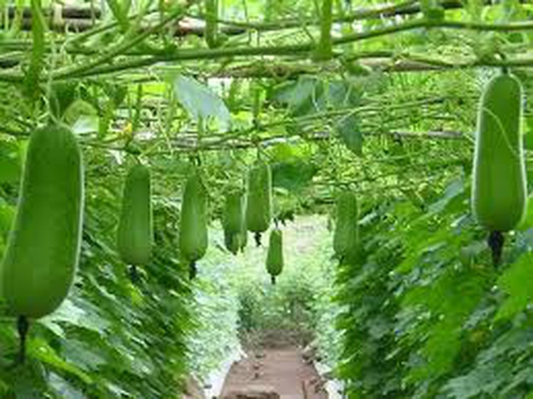 Old man narrowly escapes death from putting squash into anus