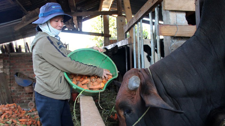 Da Lat vegetables now a daily feed for cows