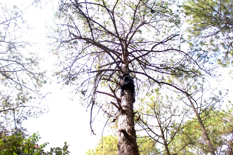 EU funds €3mil to help VN’s forest protection
