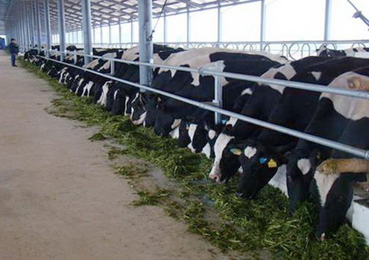 Vinamilk to import 5,000 dairy cows from Australia