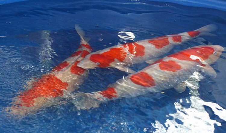 $20,000 ‘koi’ - the pet for the rich