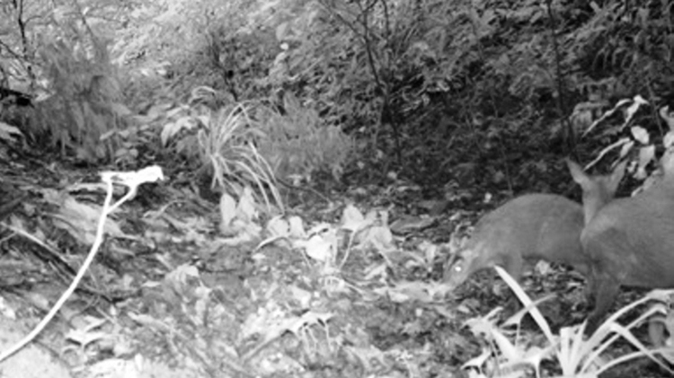 Muntjac deer species deemed extinct found in Vietnam