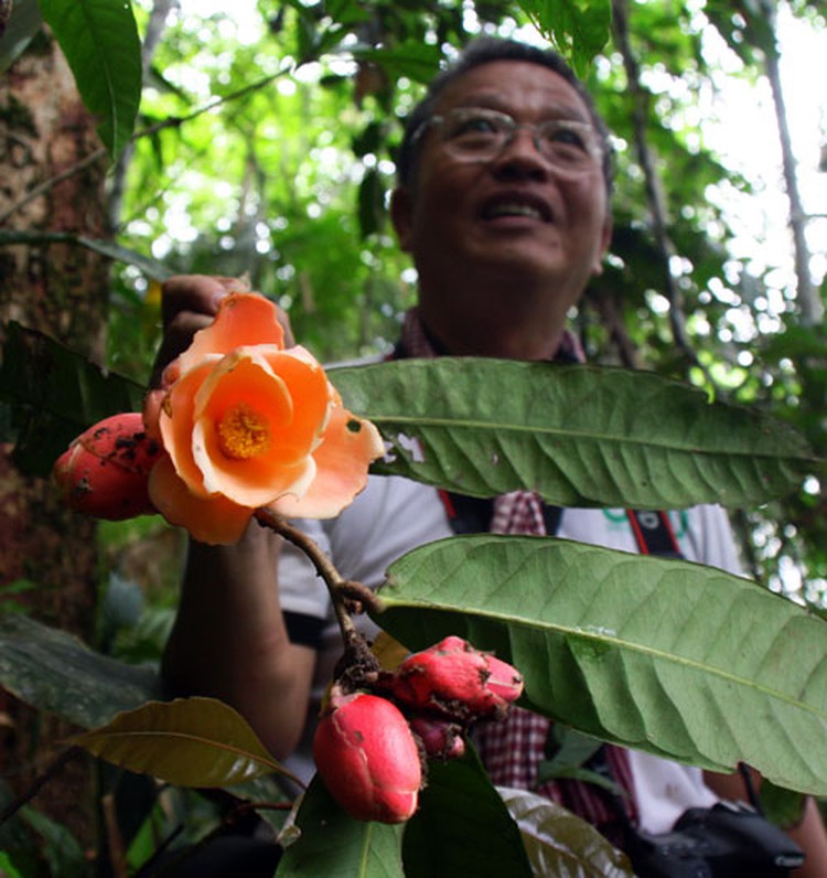 Vietnamese "trà" flower recognized as world’s new species