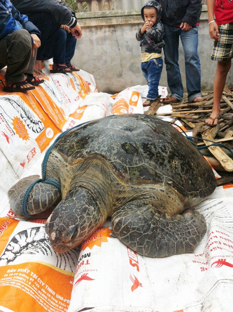 80kg turtle released into sea in Vietnam