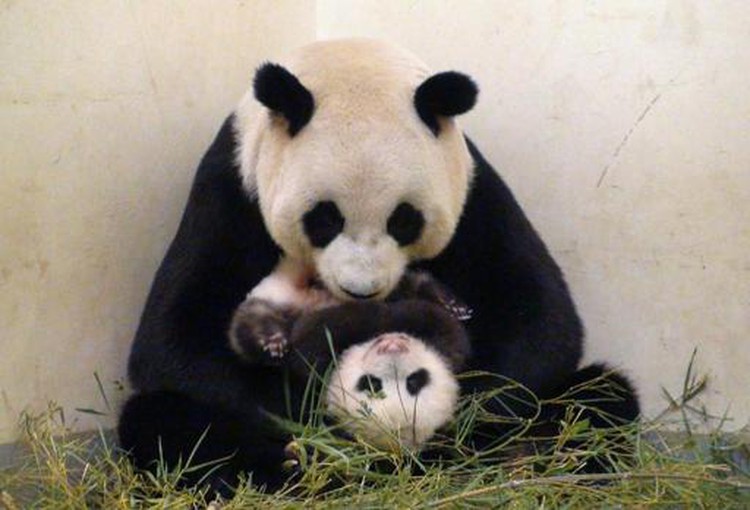April Fool panda joke 'went too far', says Taipei mayor