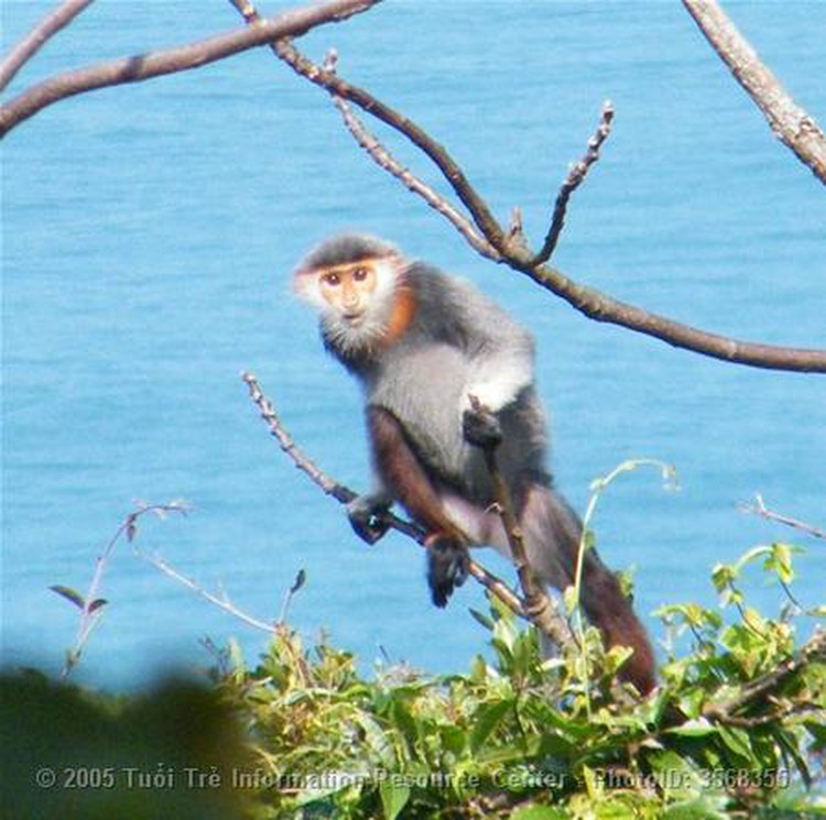 Vietnam youths increasingly engaged in wildlife protection