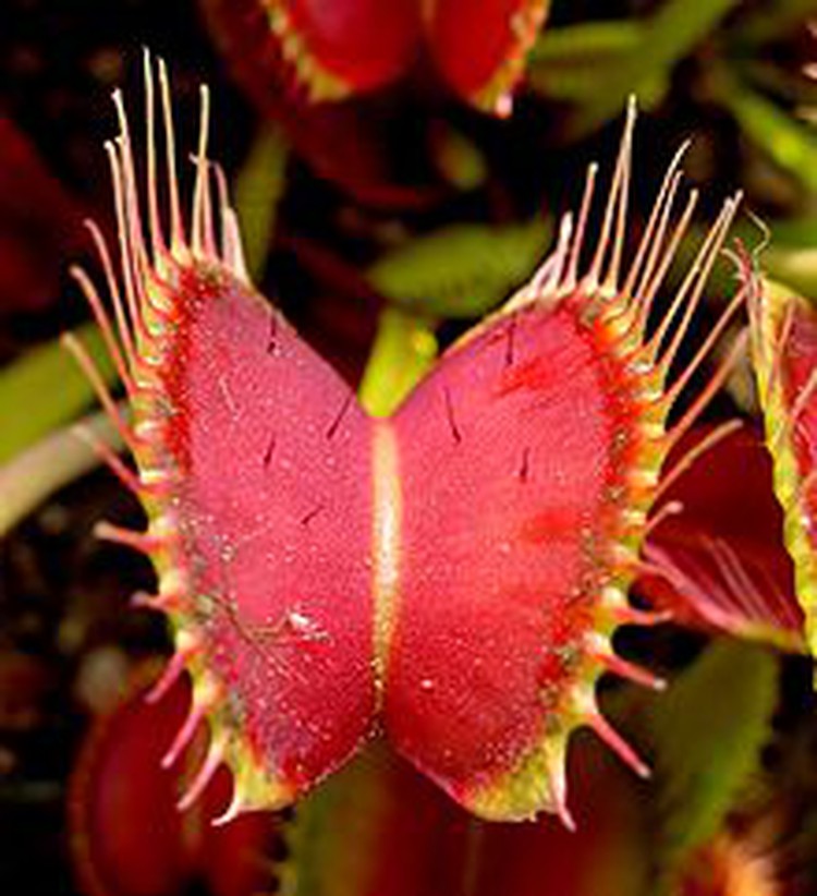 Vietnam students now passionate about carnivorous plants