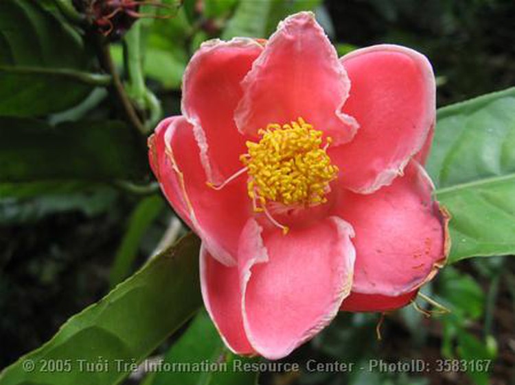 Almost-extinct Vietnam flower breed conserved
