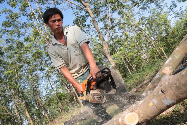 Vietnam growers chop down rubber trees over latex price plunge
