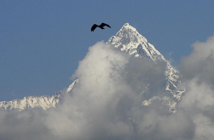 Yeti, Big Foot debunked: DNA reveals the bear facts