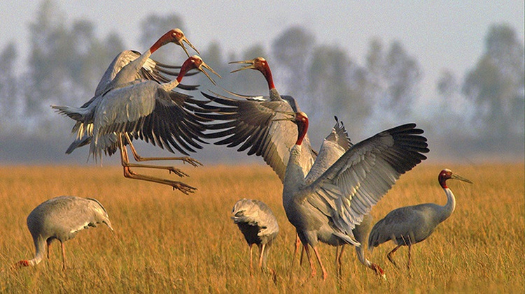60-year-old devotes 10 years to photographing birds in Vietnam