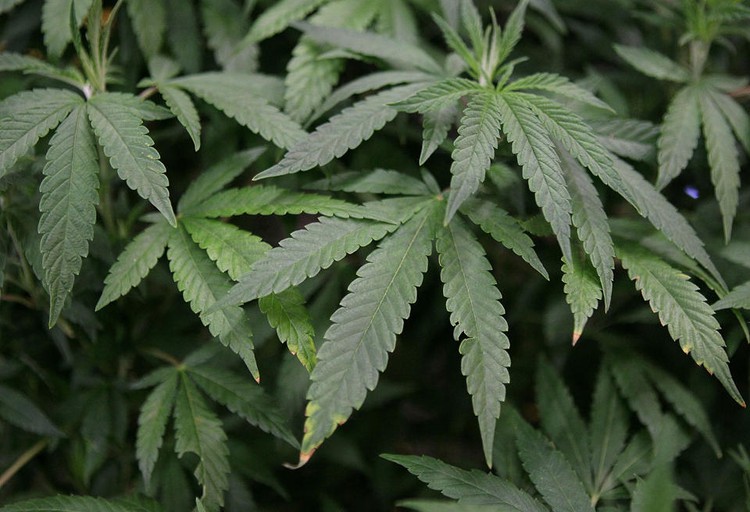 Dozens of students in Vietnam’s central ethnic villages found smoking cannabis