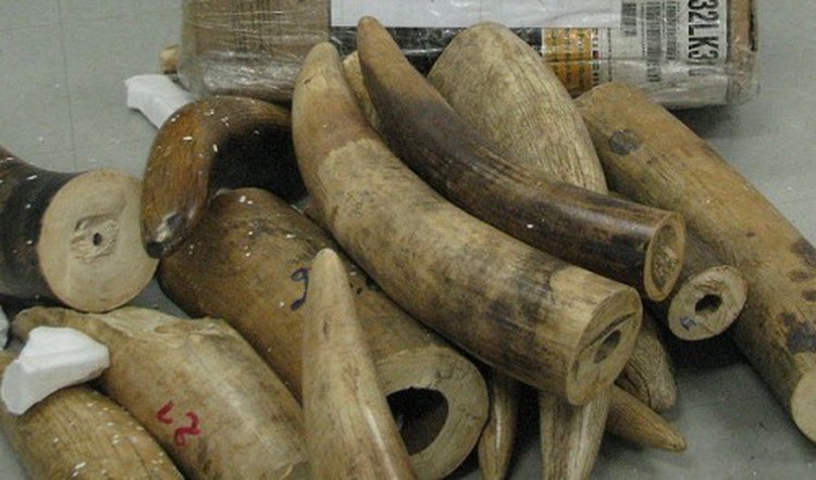 Vietnam seizes 1 ton of elephant tusks smuggled from Nigeria
