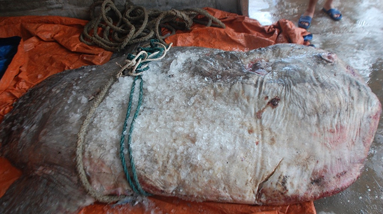 500kg endangered ocean sunfish caught in Vietnam