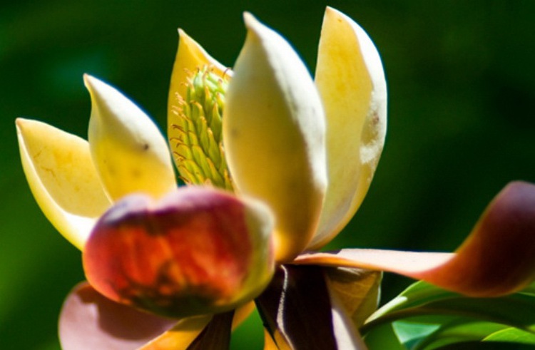 New threatened plant populations found in northern Vietnam