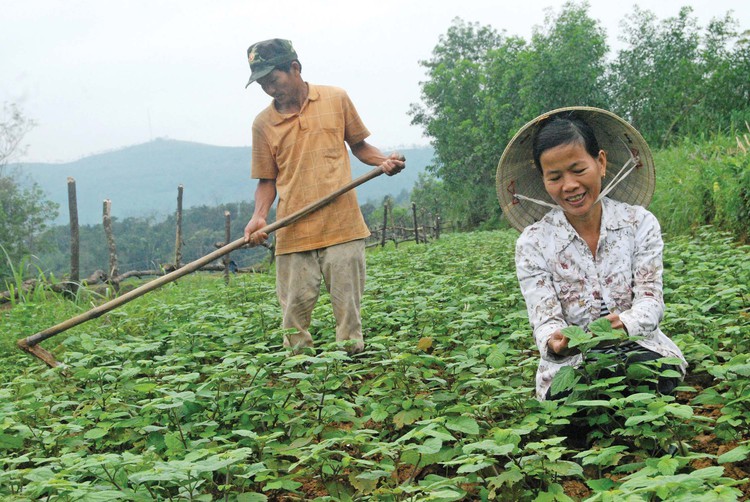 Charity group grows medicinal herbs on unused land