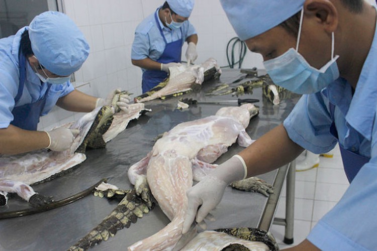 Bulk buying of live crocs by Chinese traders hurts Vietnam leather firms
